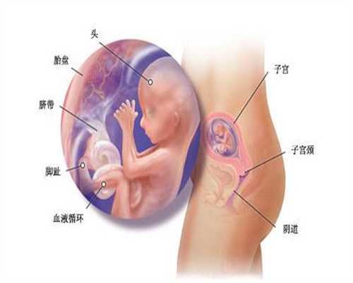 代孕的步骤_宝宝六到七个月时的日常喂养要点