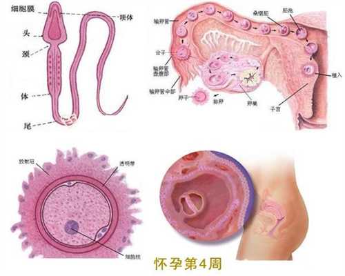上海代孕办理`上海代孕检查项目`上海代母上海代孕产子价格