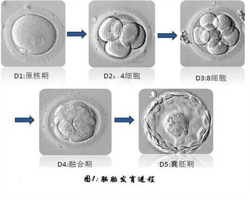 上海代孕花费`上海做代孕的时间`上海试管代孕花多少钱