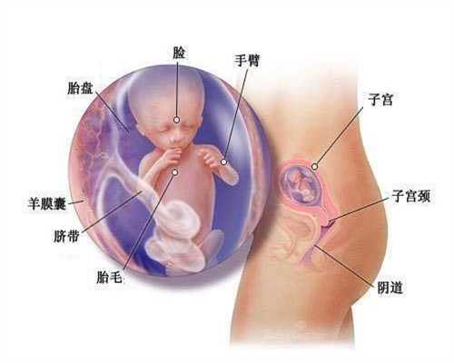 上海代孕价位_代孕妇服务上海_上海供卵宝宝与母体的关系