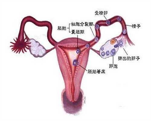 上海代孕方式-上海代孕医院靠谱吗-上海代孕中介真的很可怕吗