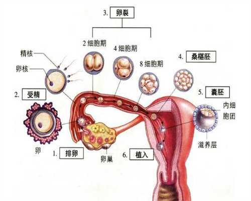 上海借腹生子_上海代生小孩哪里有_上海代孕机构那个靠谱