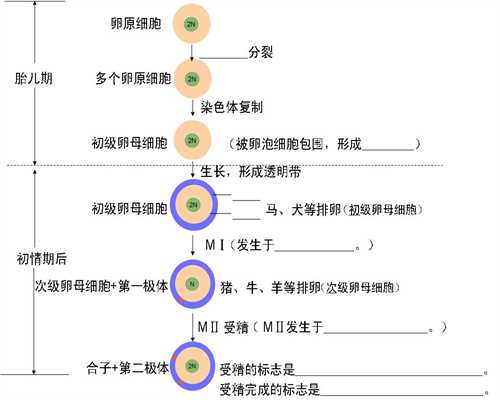 上海代孕网站~上海的代孕母亲价格~上海代孕机构借腹生子