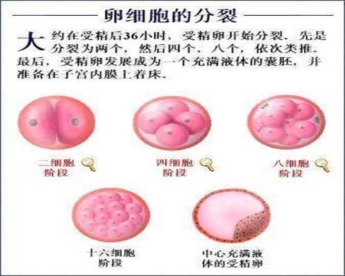 上海代孕花费-上海捐卵公司有哪些-有没有上海试管代孕的