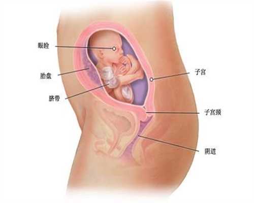 上海供卵代孕`上海代孕妈公司`上海代孕生男宝宝多少钱
