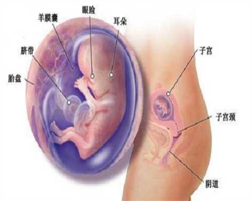 上海代孕网站-上海代孕高级机构-上海代生机构上海孕妈