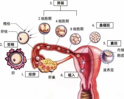 上海如何代孕，上海代孕生宝宝中心，上海没有子宫可以代孕吗
